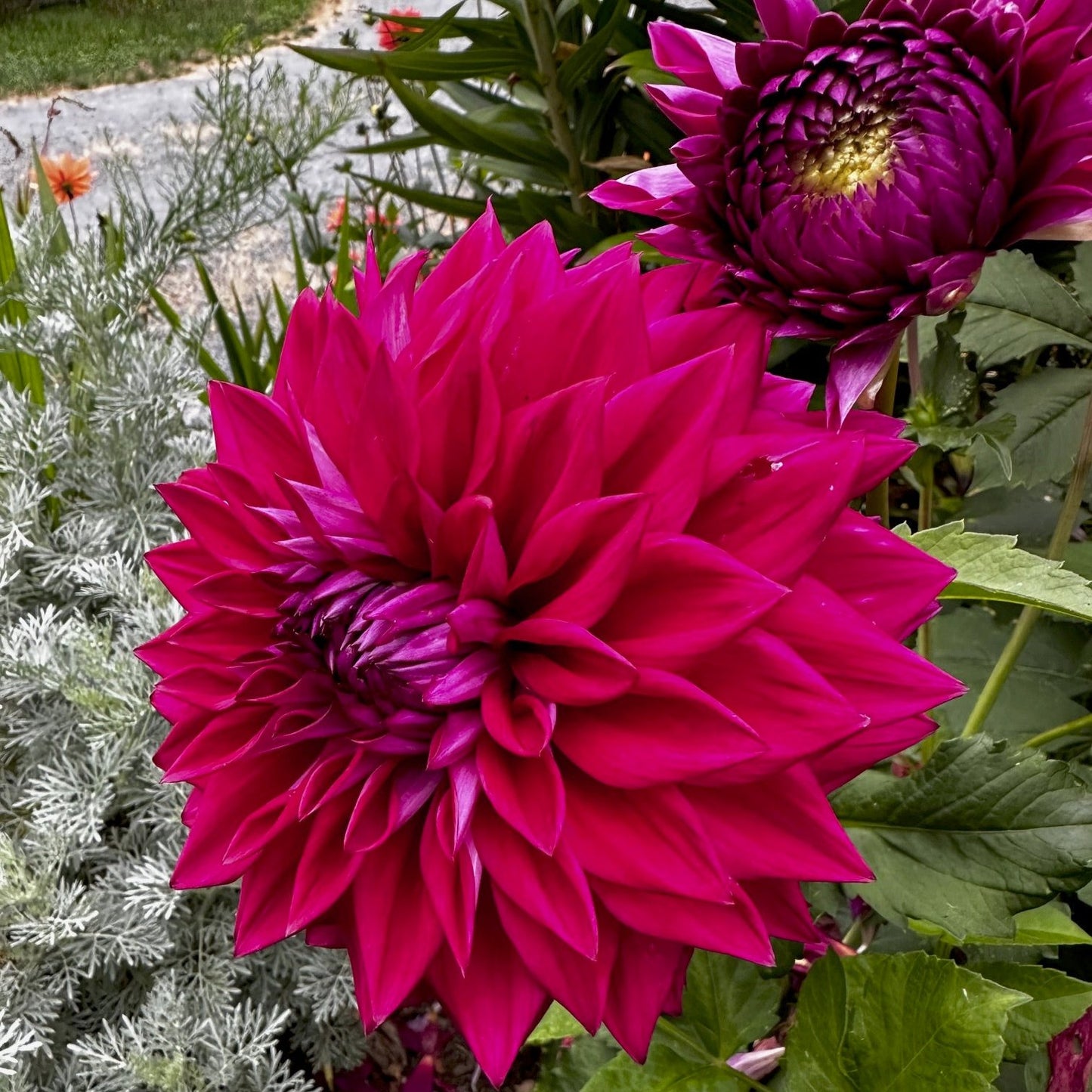 Dahlia 'I'm A Hottie'