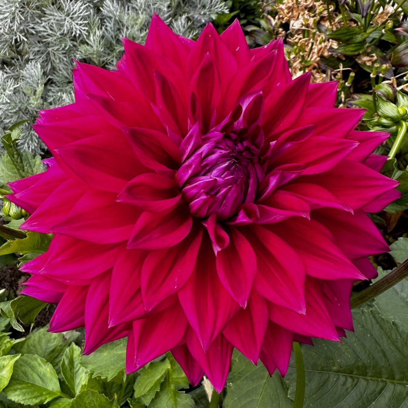 Dahlia 'I'm A Hottie'