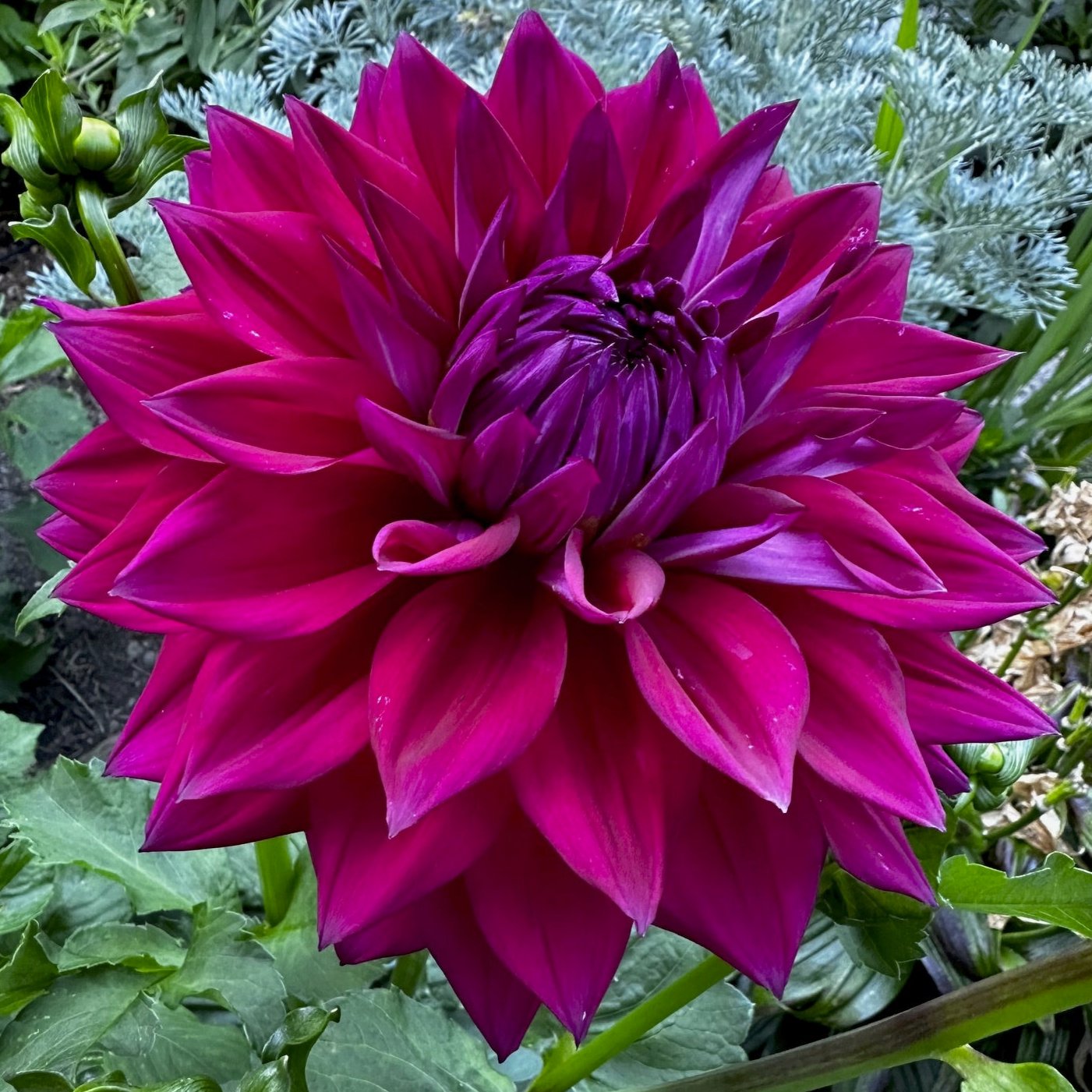 Dahlia 'I'm A Hottie'