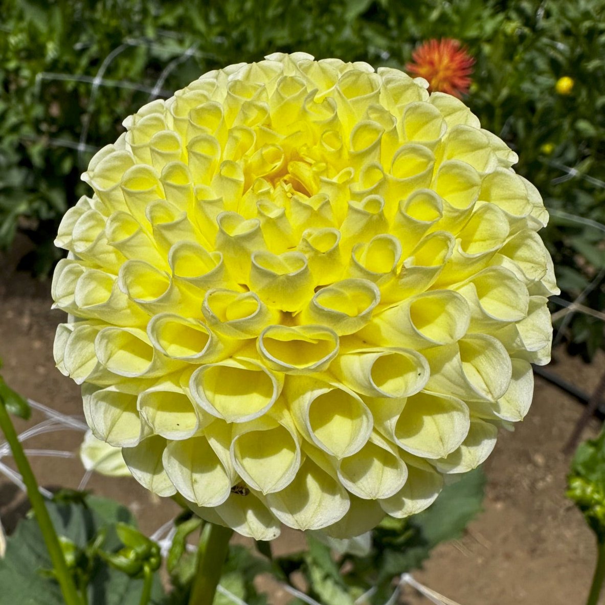Dahlia 'Irish Moon'