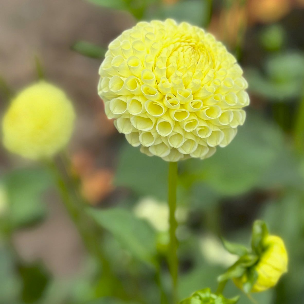 Dahlia 'Irish Moon'