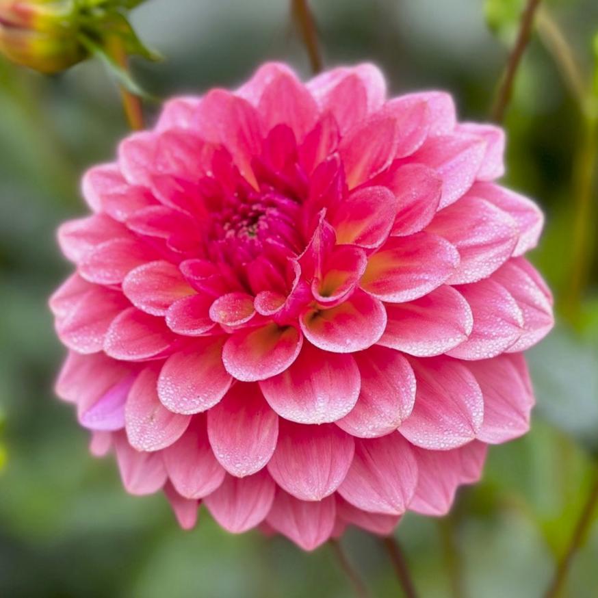 Dahlia 'Jabberbox'