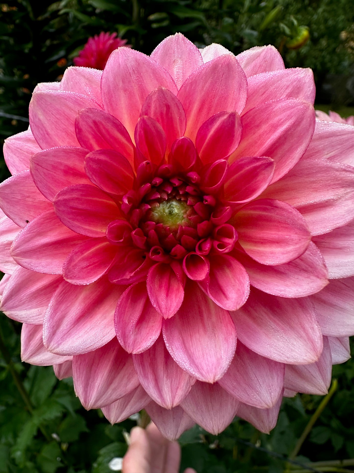 Dahlia 'Jabberbox'