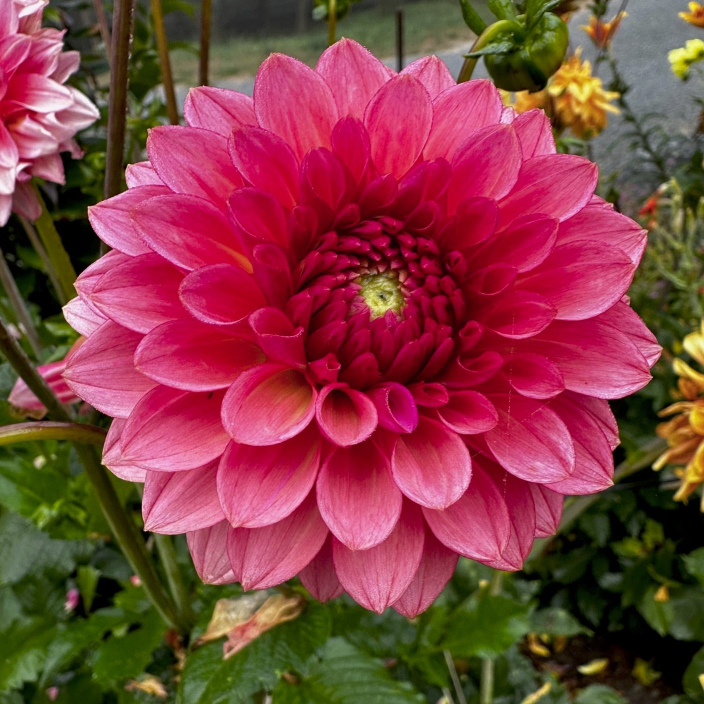 Dahlia 'Jabberbox'