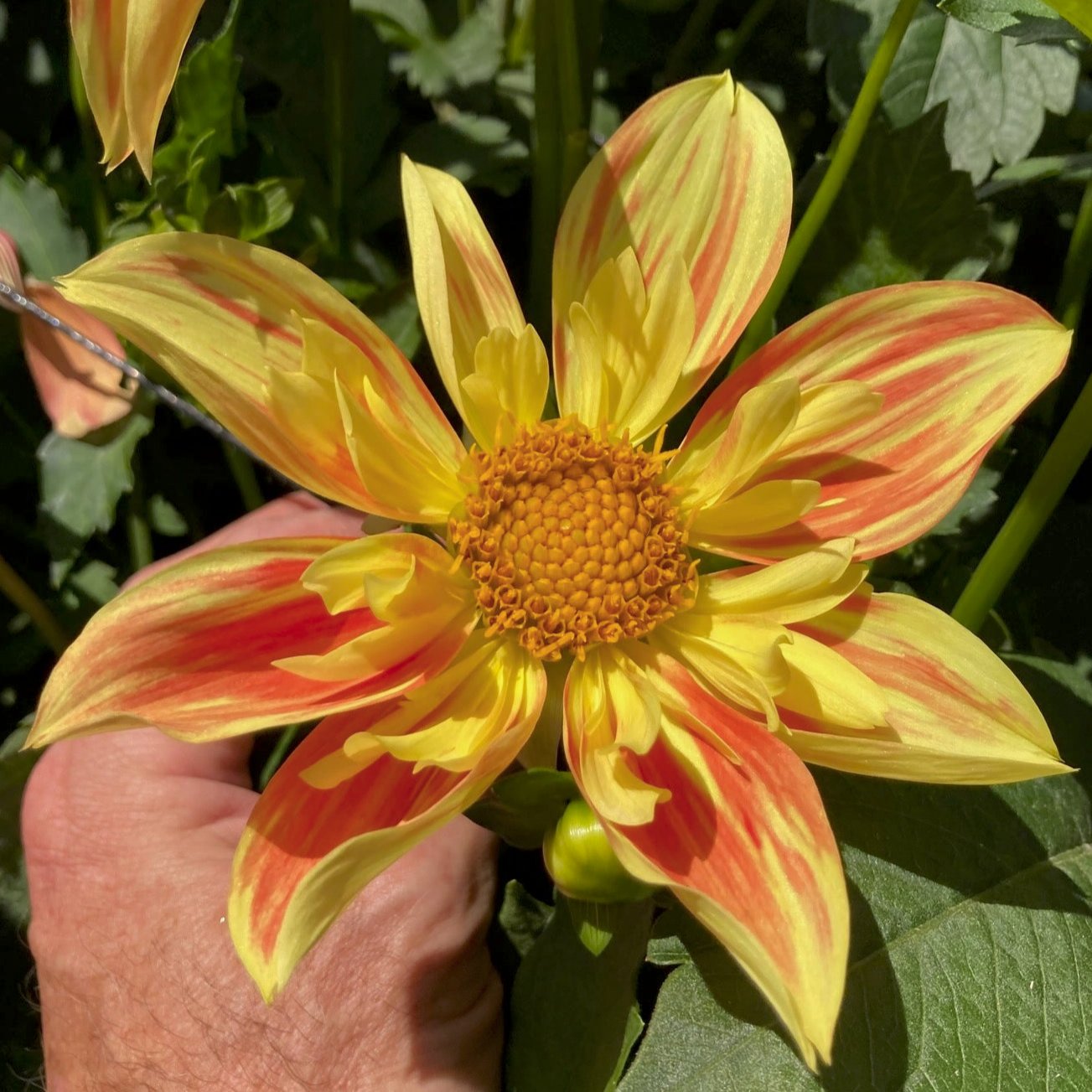 Dahlia 'Jack O'Lantern'