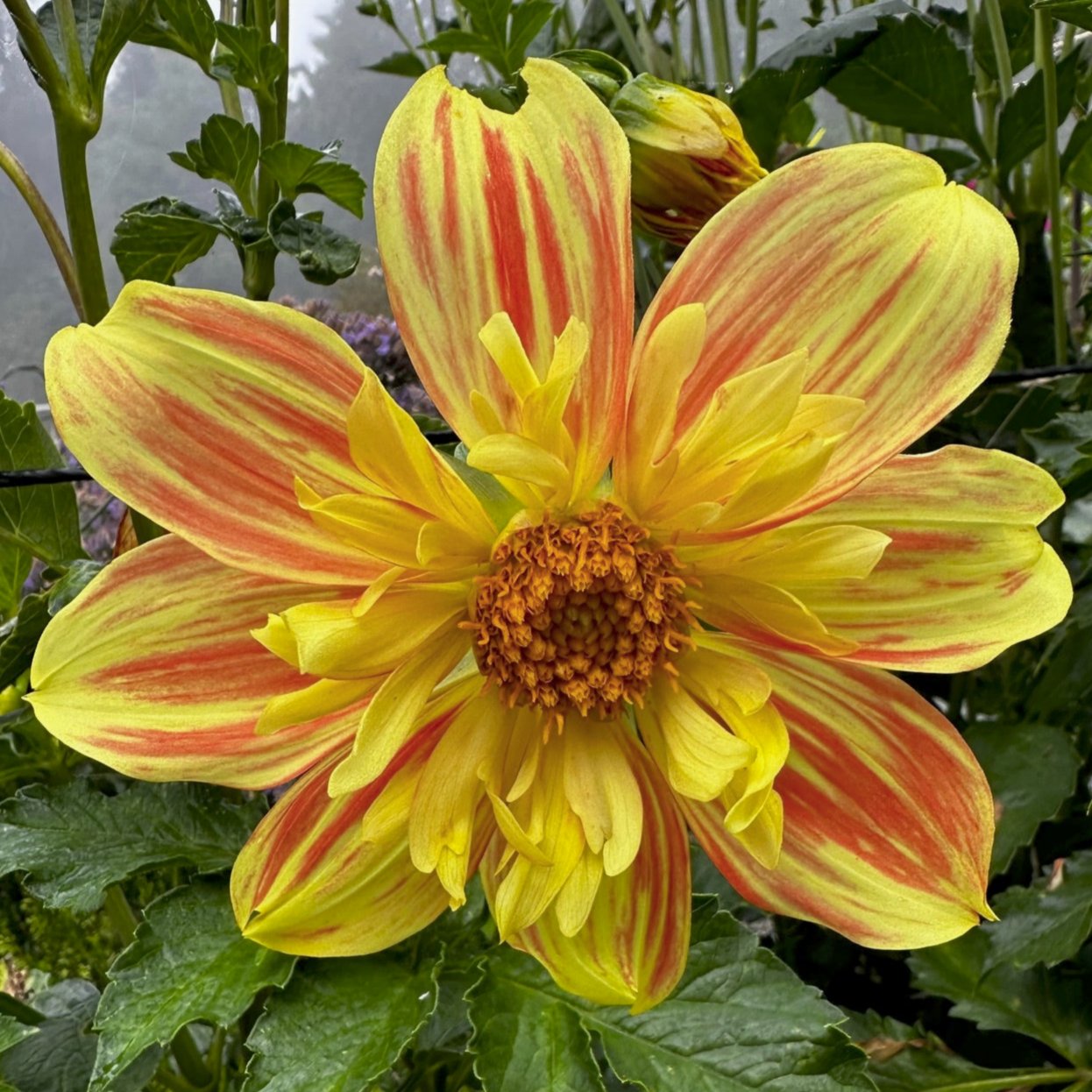 Dahlia 'Jack O'Lantern'