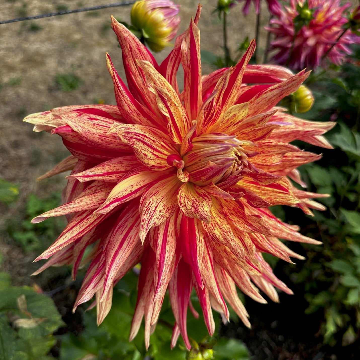 Dahlia 'Jambalaya'