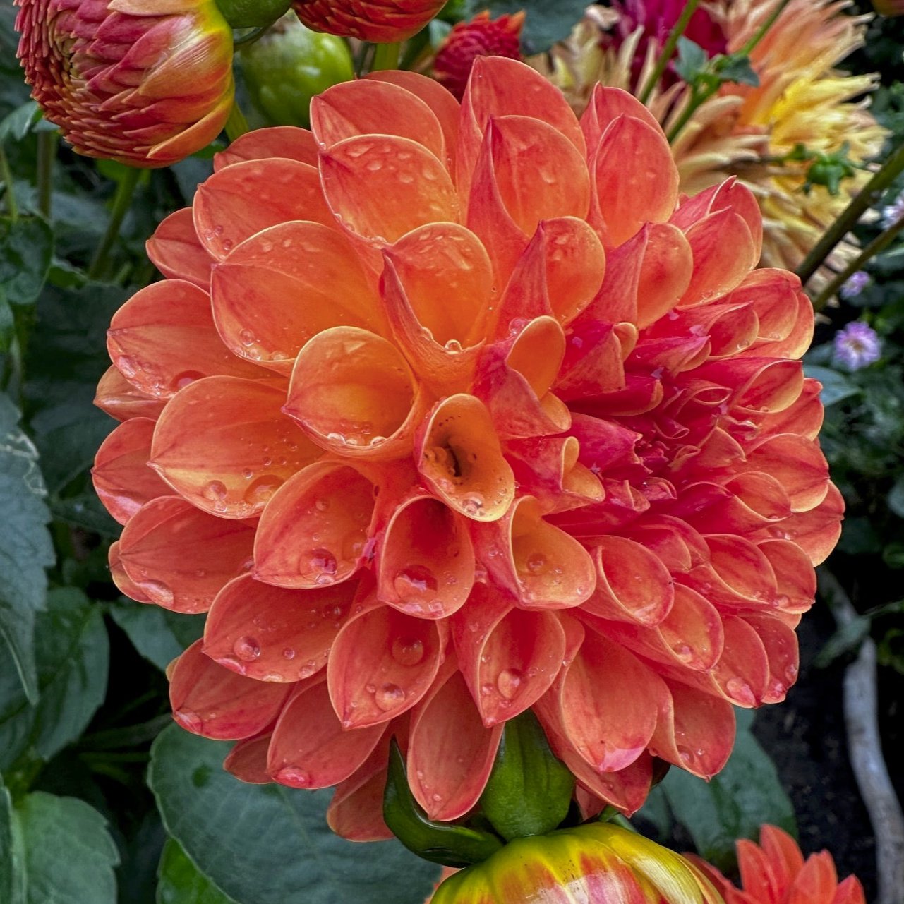 Dahlia 'Jowey Chantal'