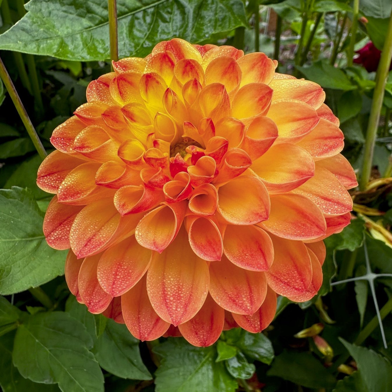 Dahlia 'Jowey Chantal'
