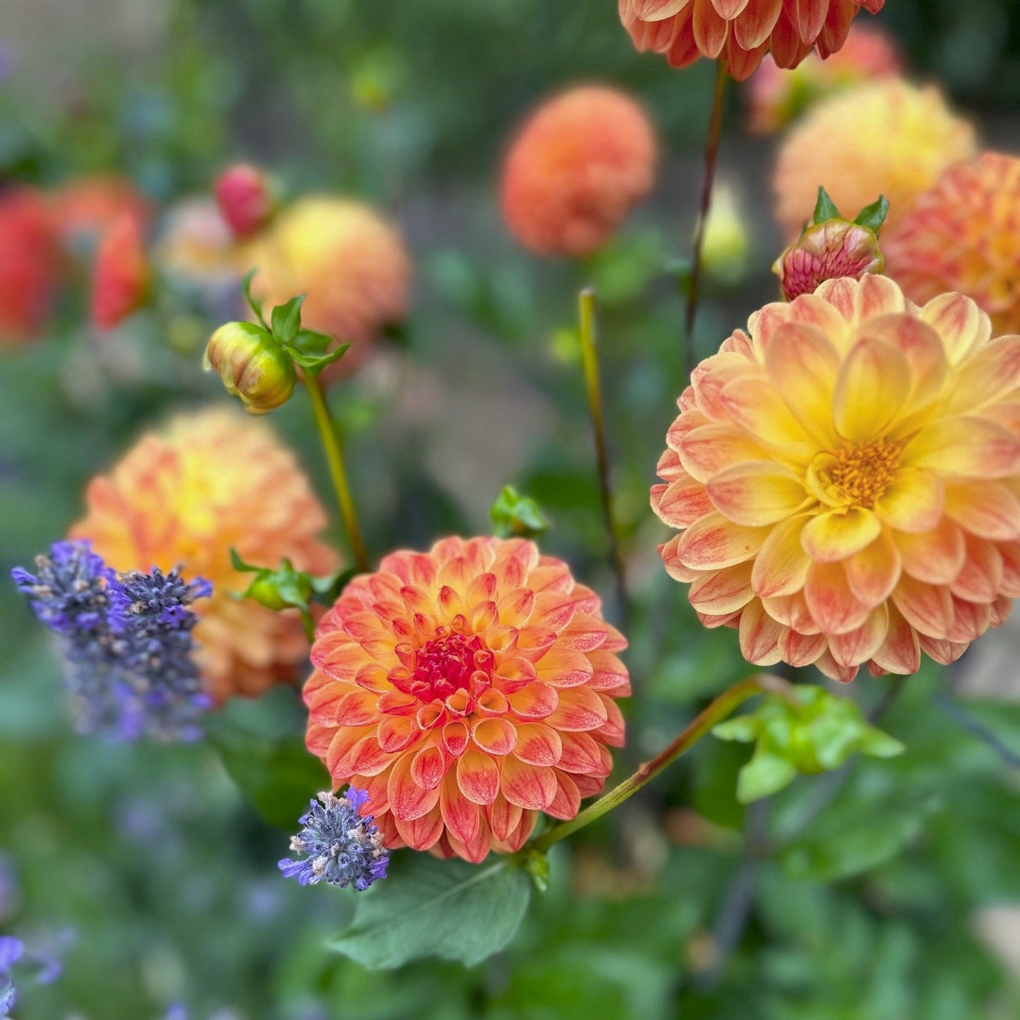 Dahlia 'Jowey Chantal'