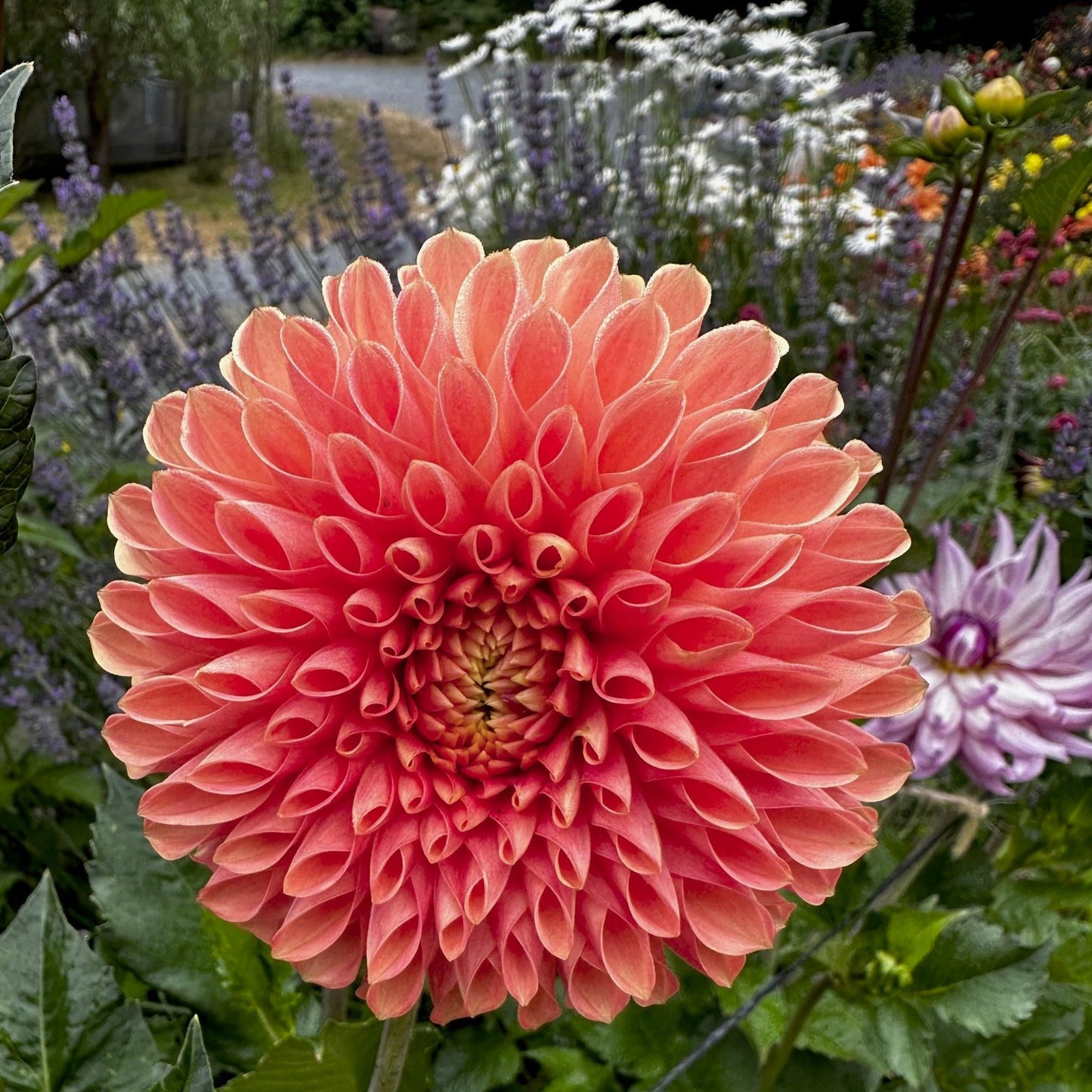 Dahlia 'Jowey Linda'
