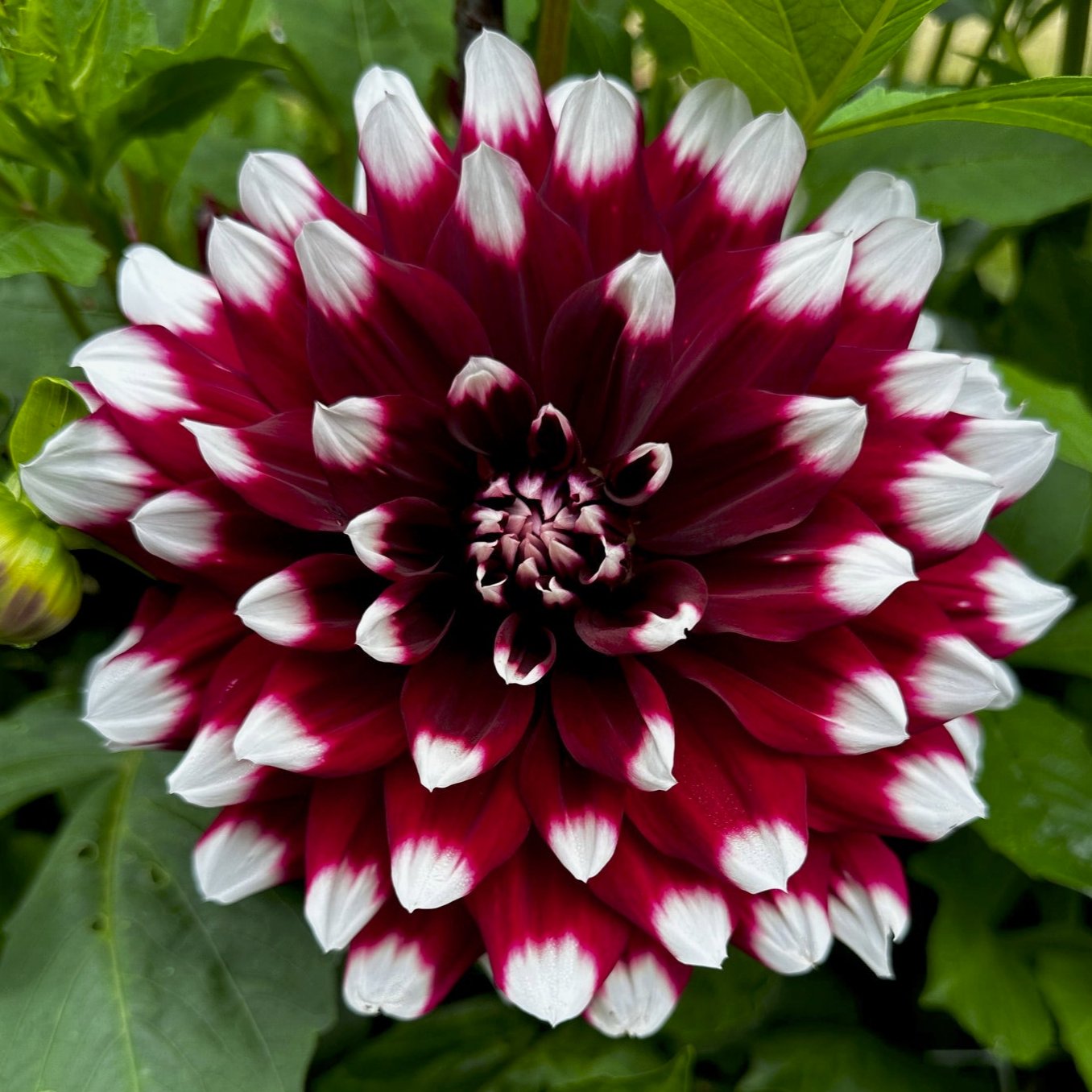 Dahlia 'Jowey Morris'