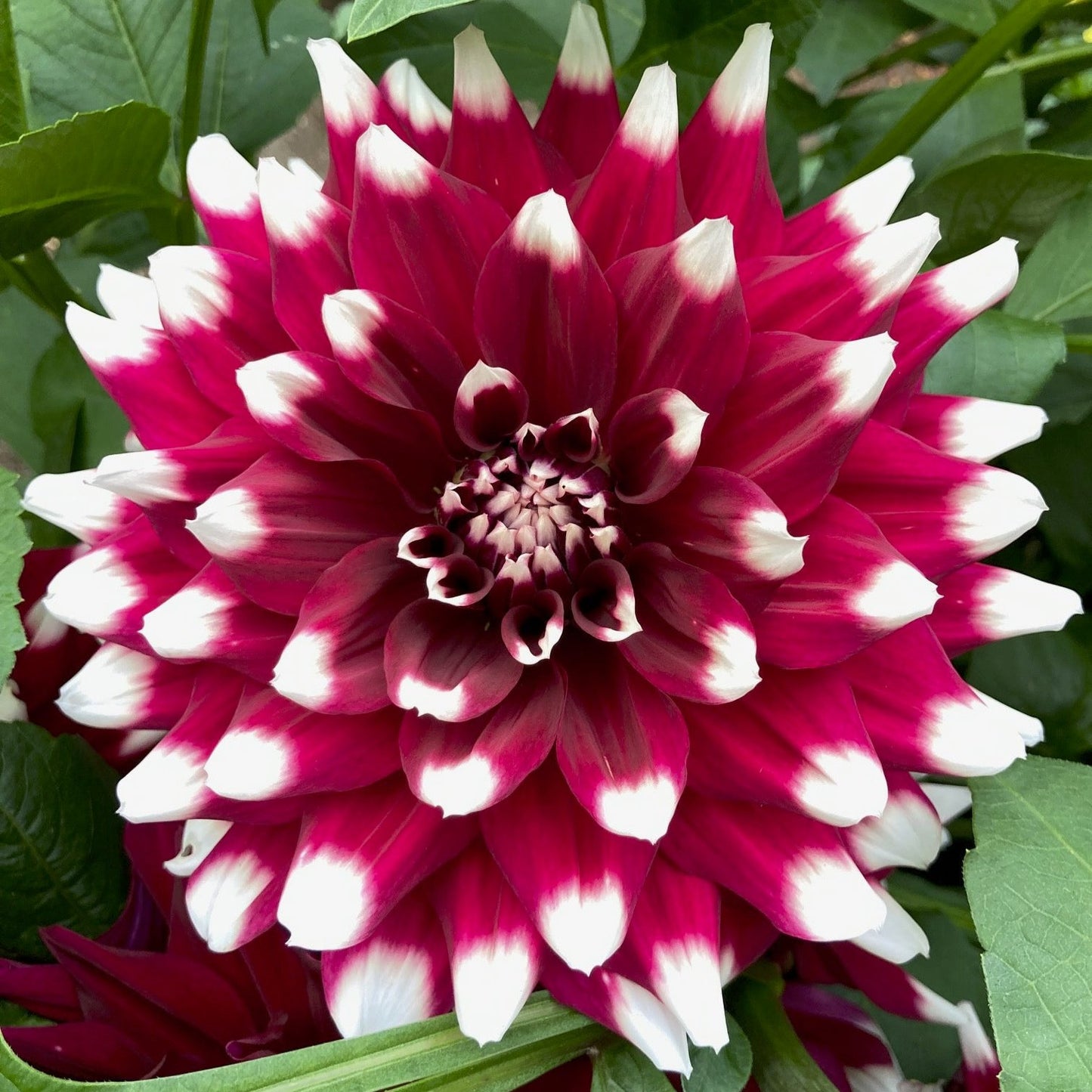 Dahlia 'Jowey Morris'