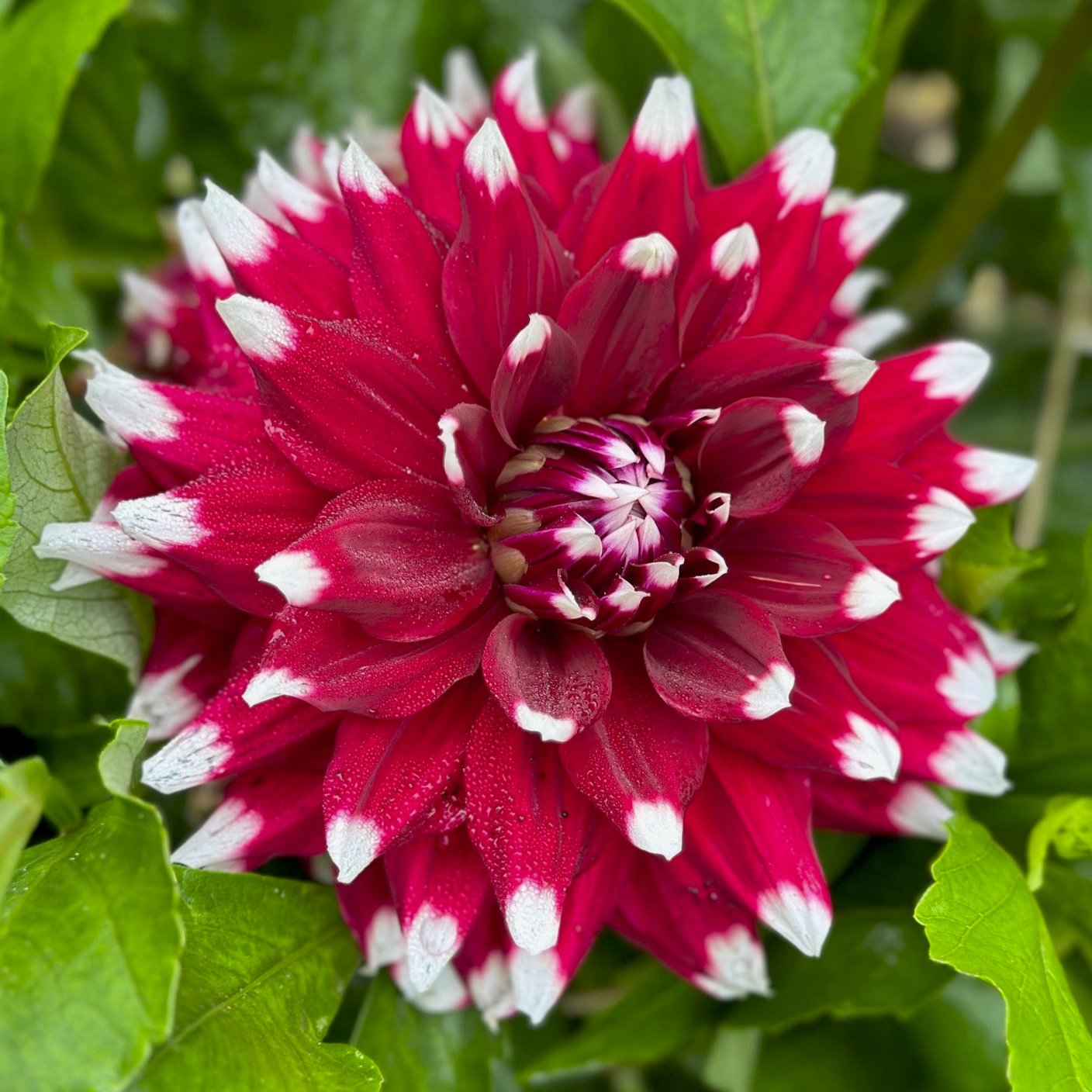 Dahlia 'Jowey Morris'