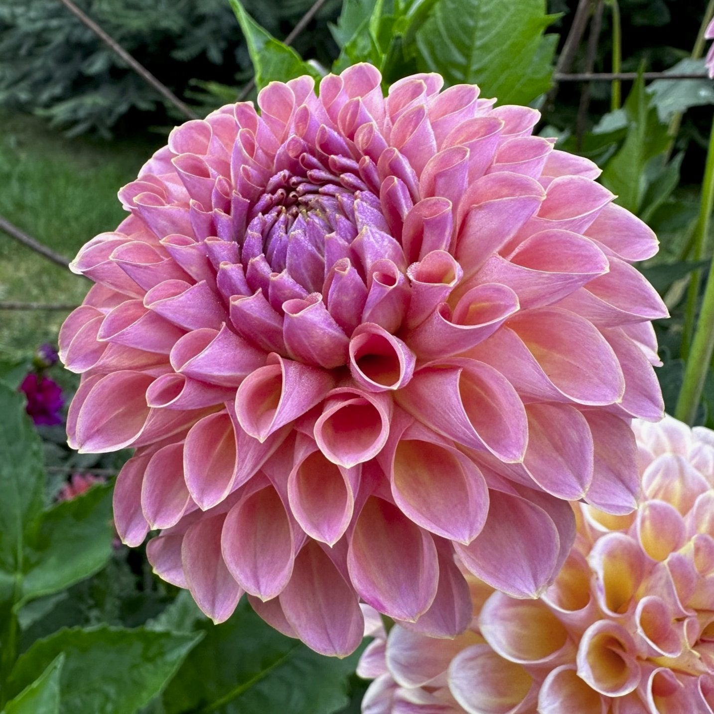 Dahlia 'Jowey Winnie'