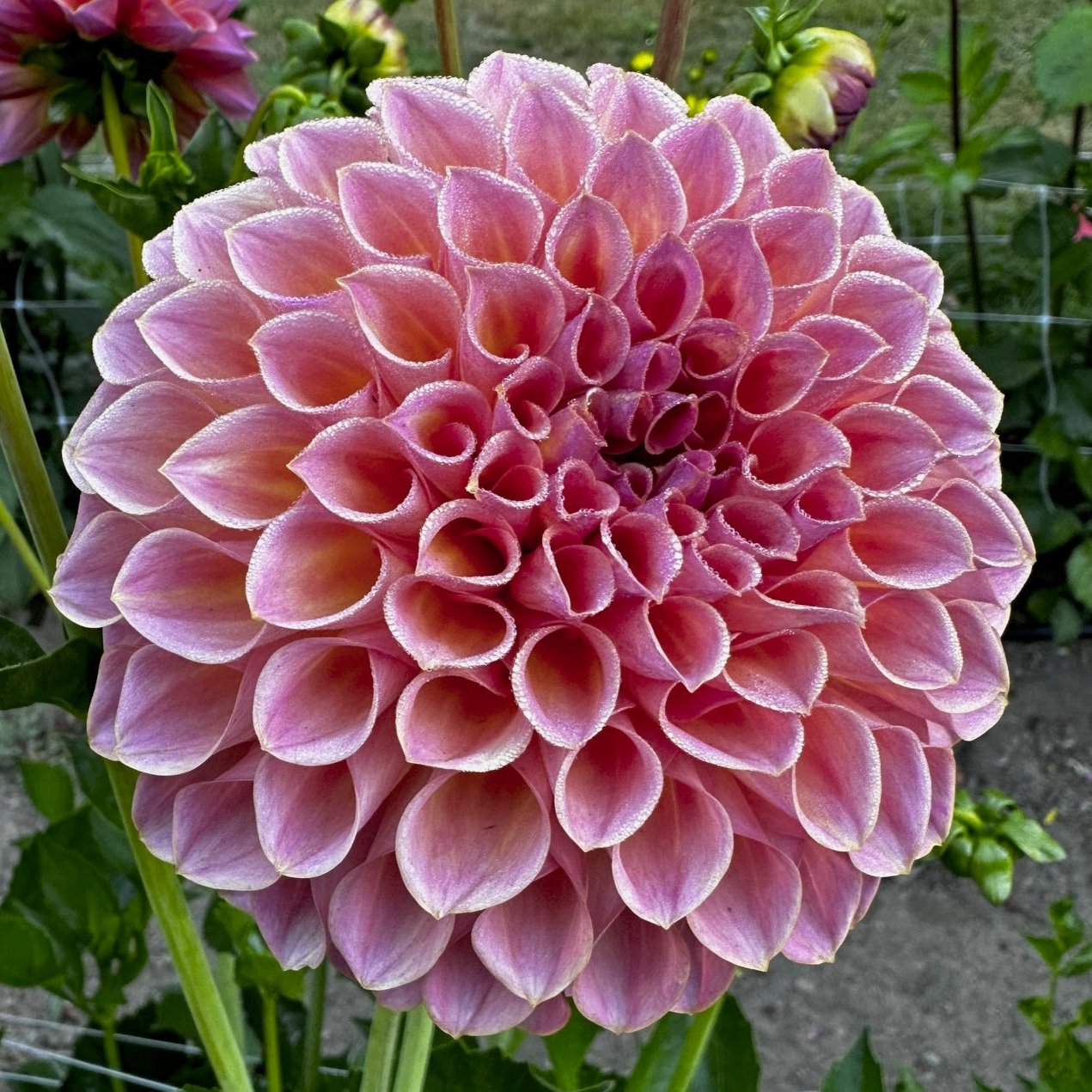 Dahlia 'Jowey Winnie'