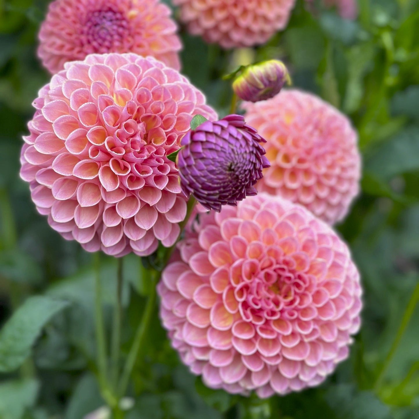 Dahlia 'Jowey Winnie'