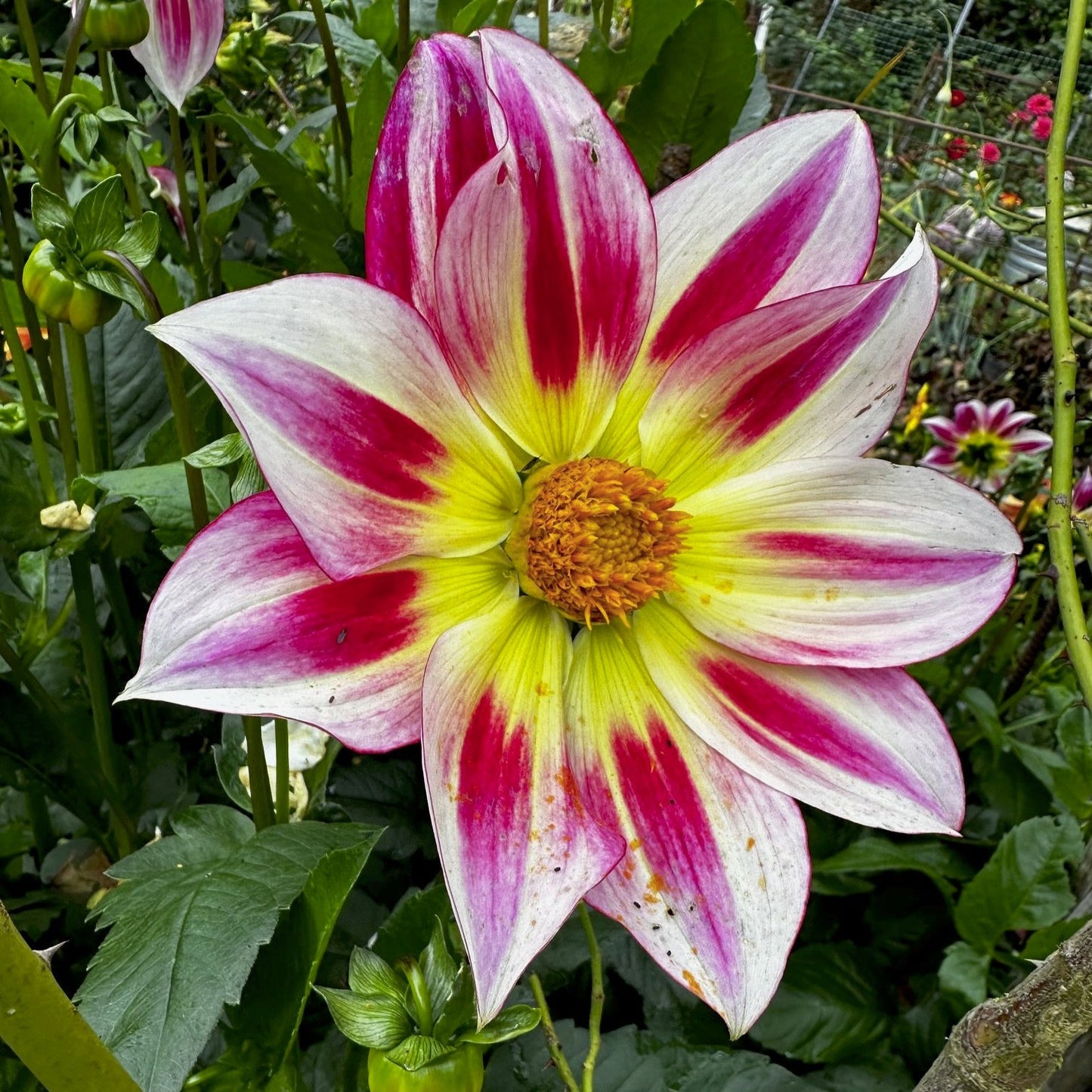 Dahlia 'Junkyard Dog'