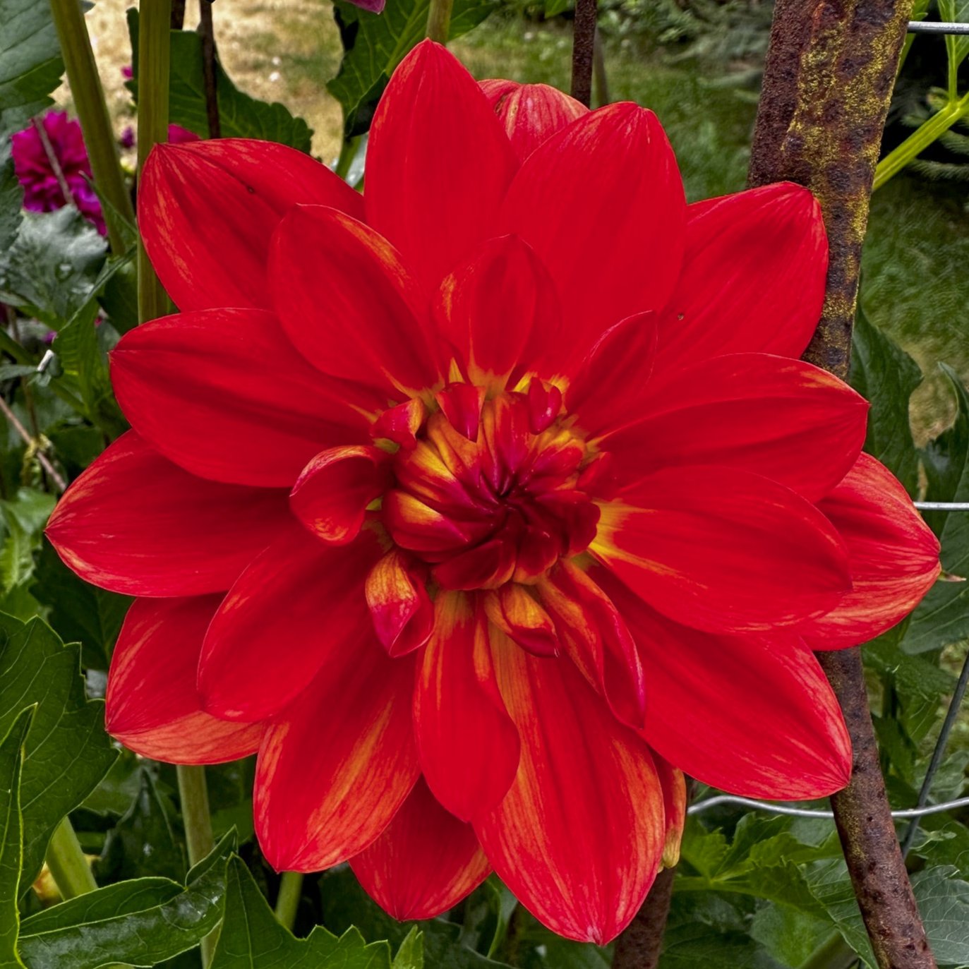 Dahlia 'Ken's Flame'
