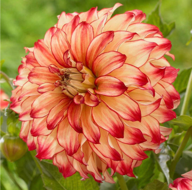 Dahlia 'Lady Darlene'