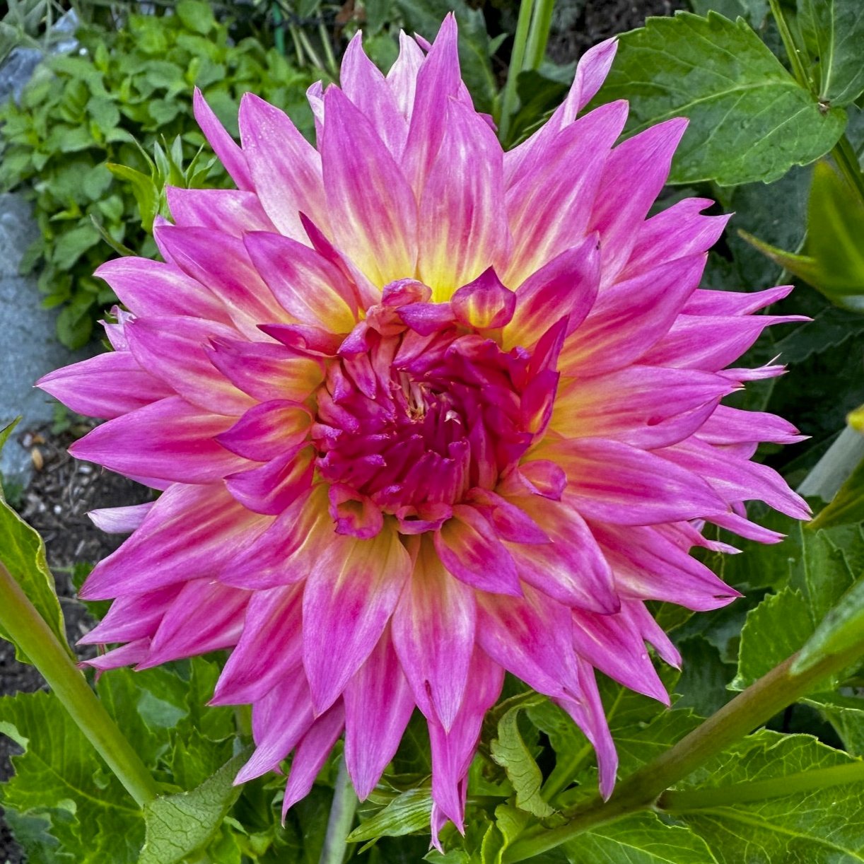 Dahlia 'Lakeview Curley'