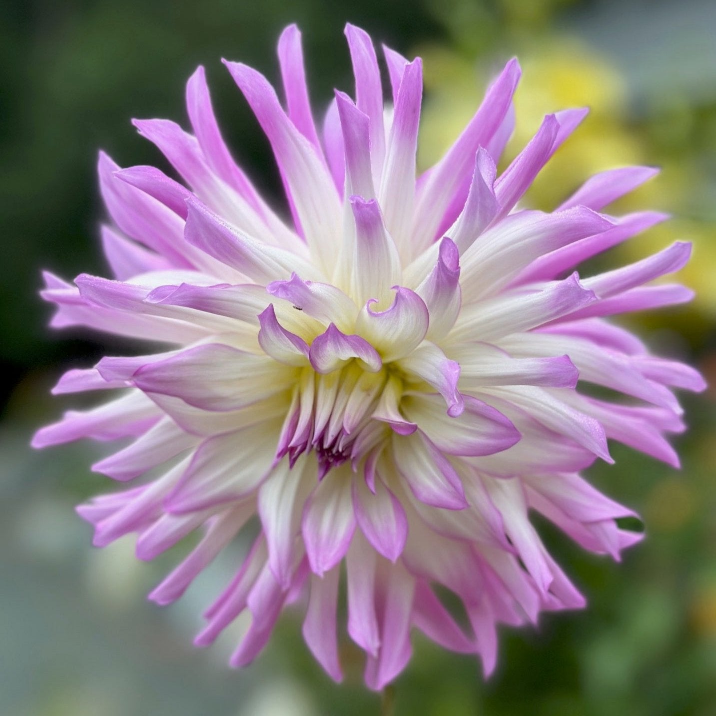 Dahlia 'Lavender Chiffon'