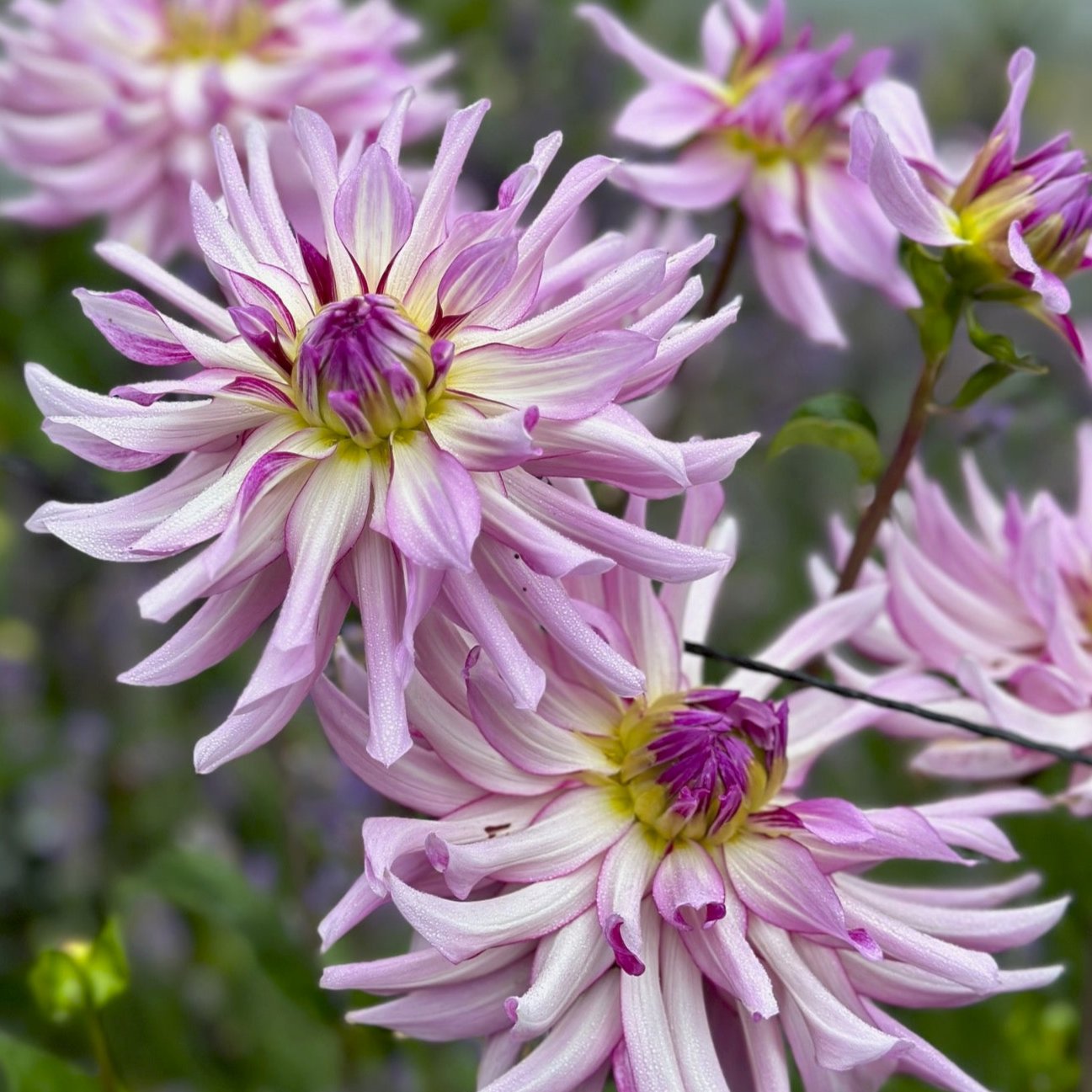 Dahlia 'Leila Savanna Rose'