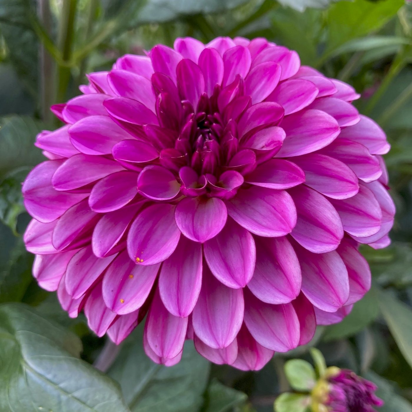 Dahlia 'Lilac Bull'