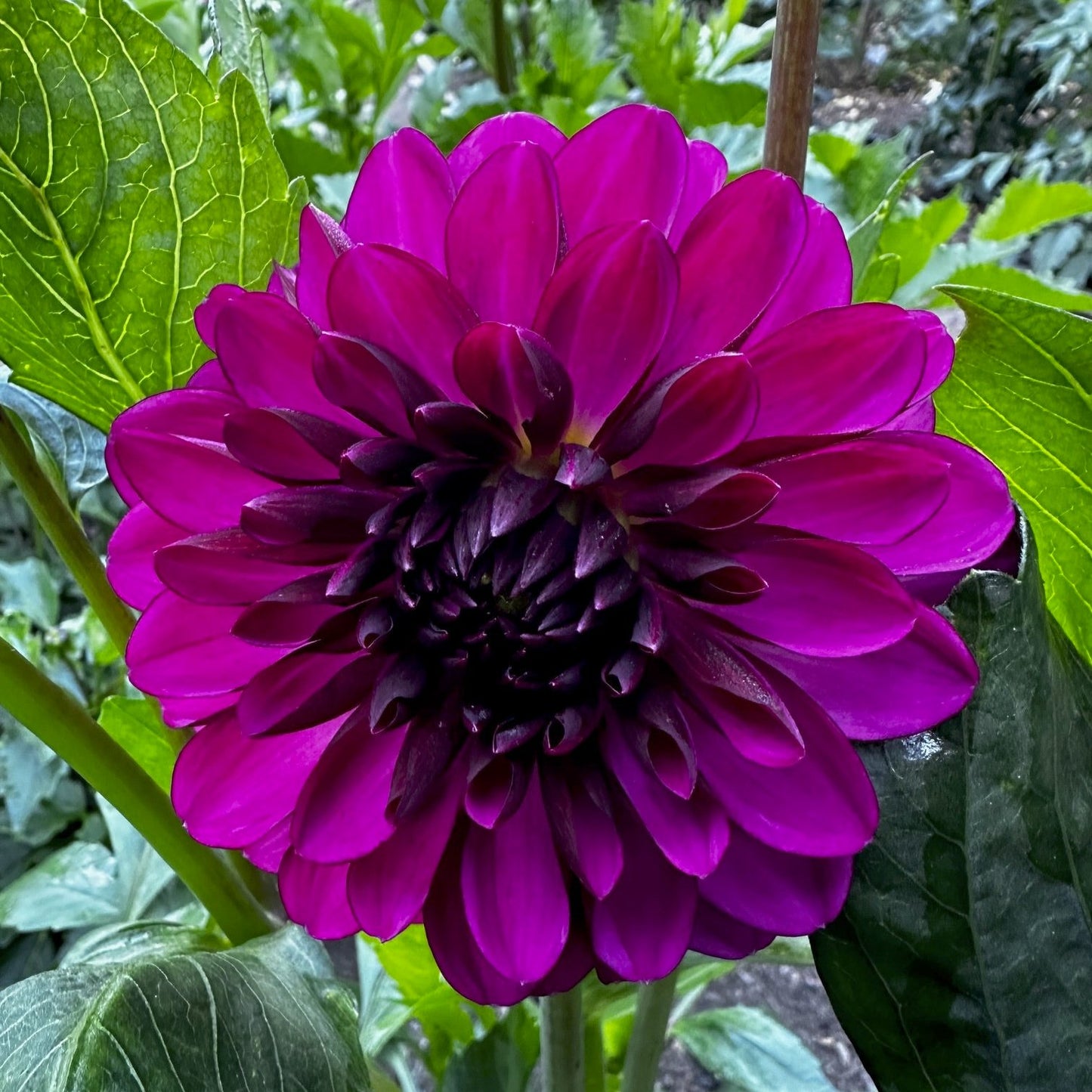 Lilac Bull