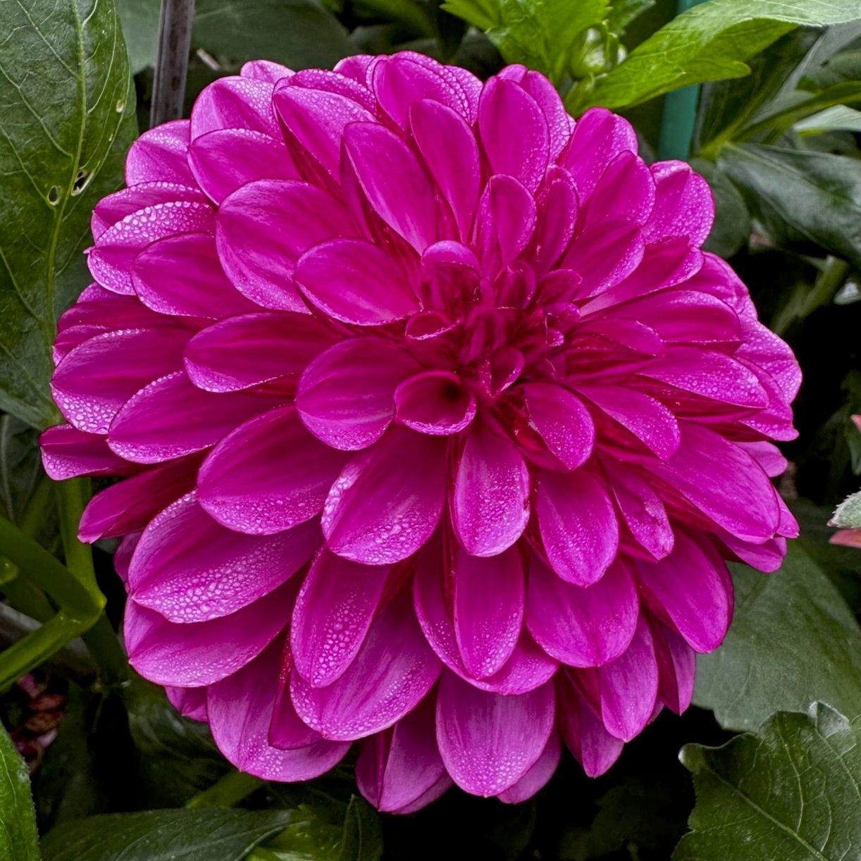 Dahlia 'Lilac Bull'