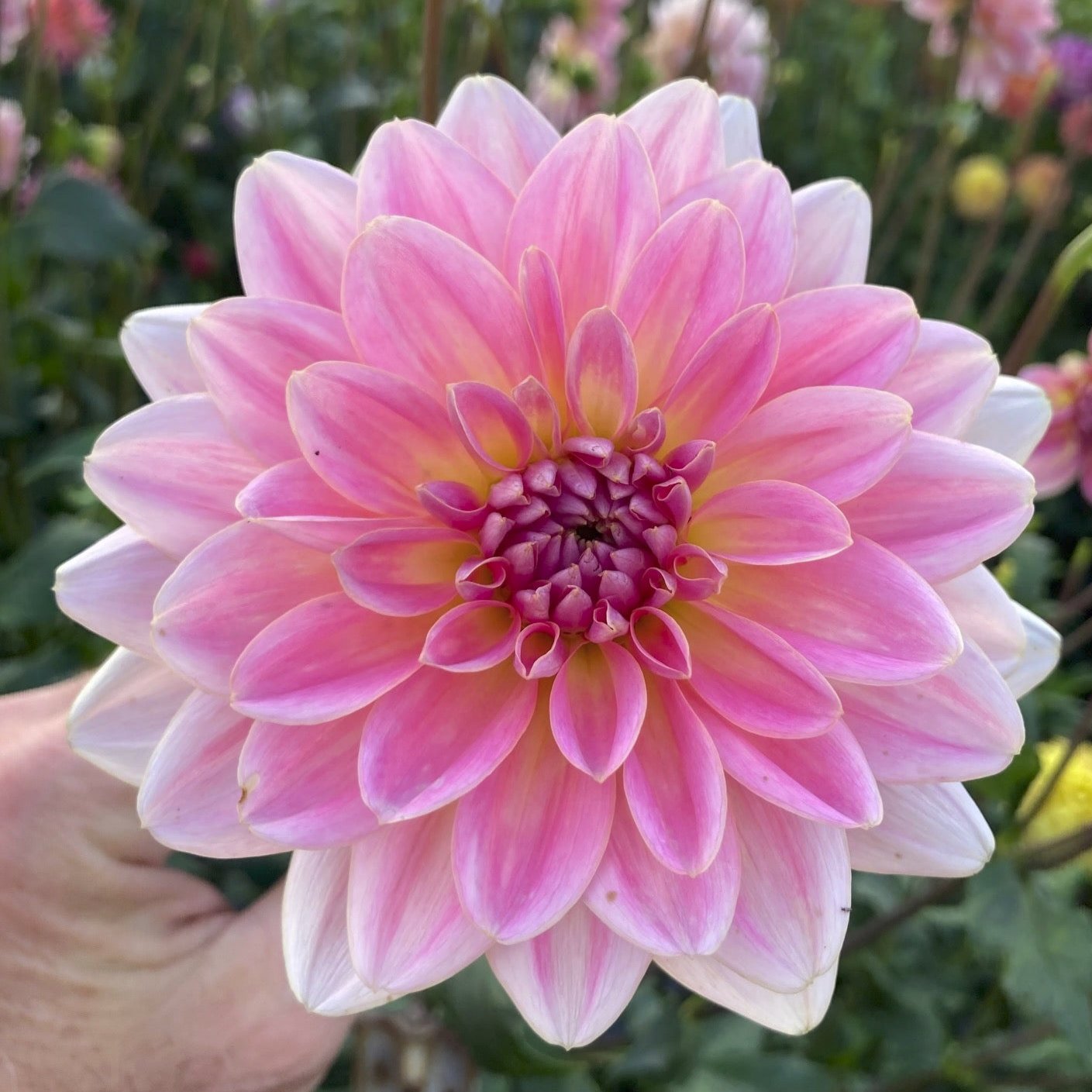 Dahlia 'Lotus Linda'