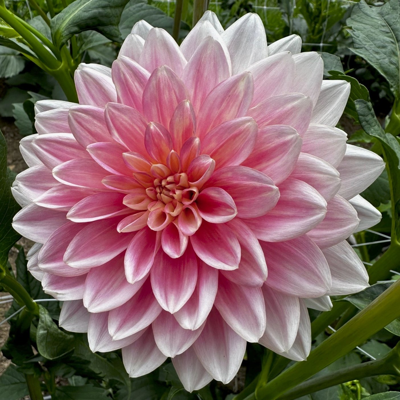 Dahlia 'Lotus Linda'