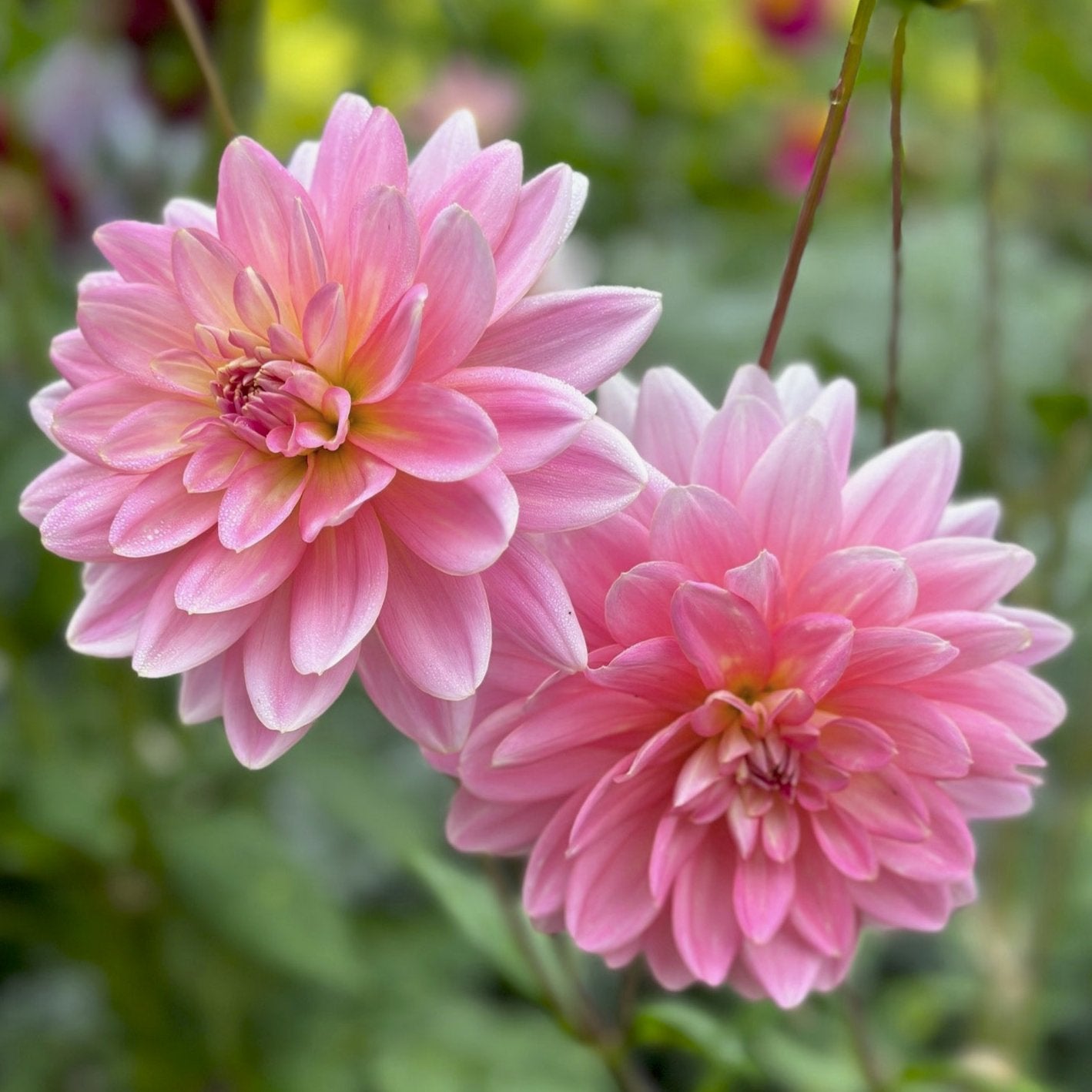 Dahlia 'Lotus Linda'