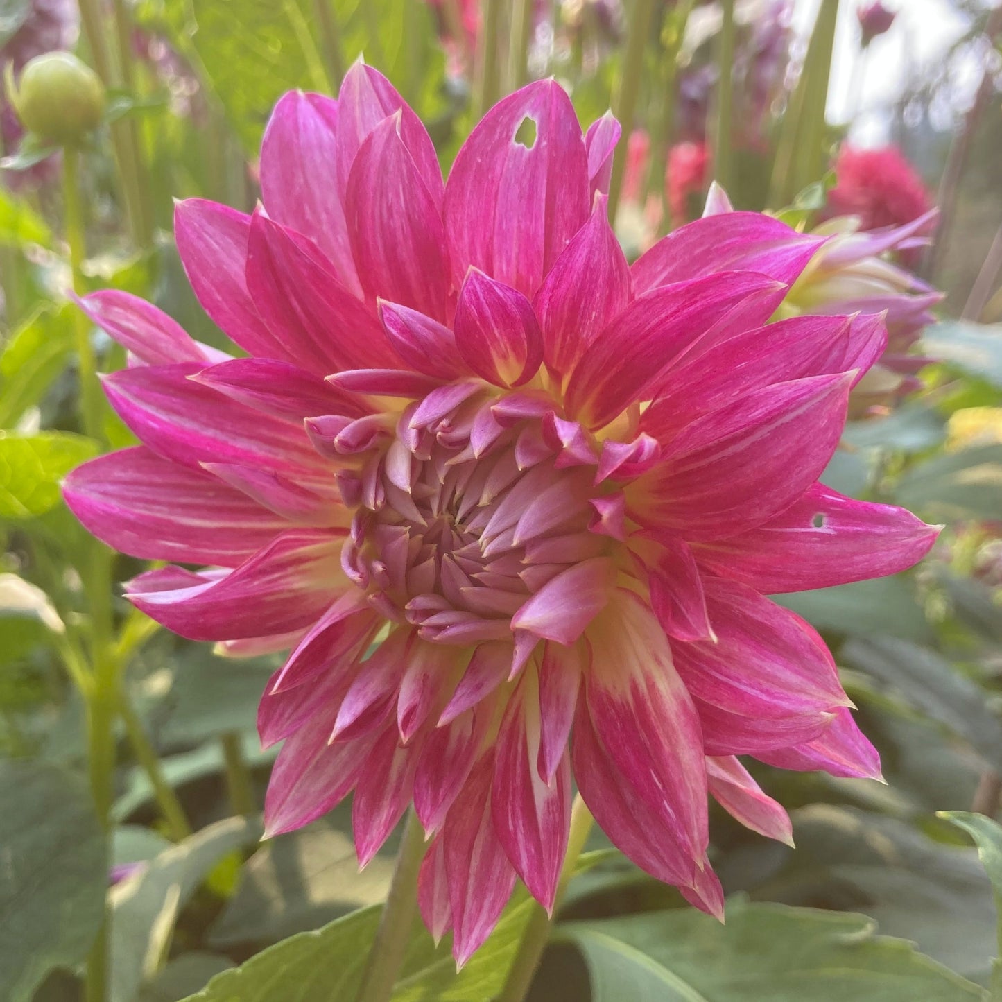 Dahlia 'Magic Sunrise'