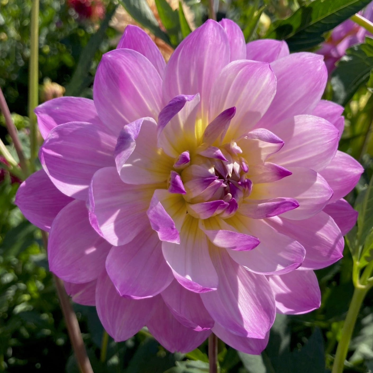 Dahlia 'Maks Meredith'