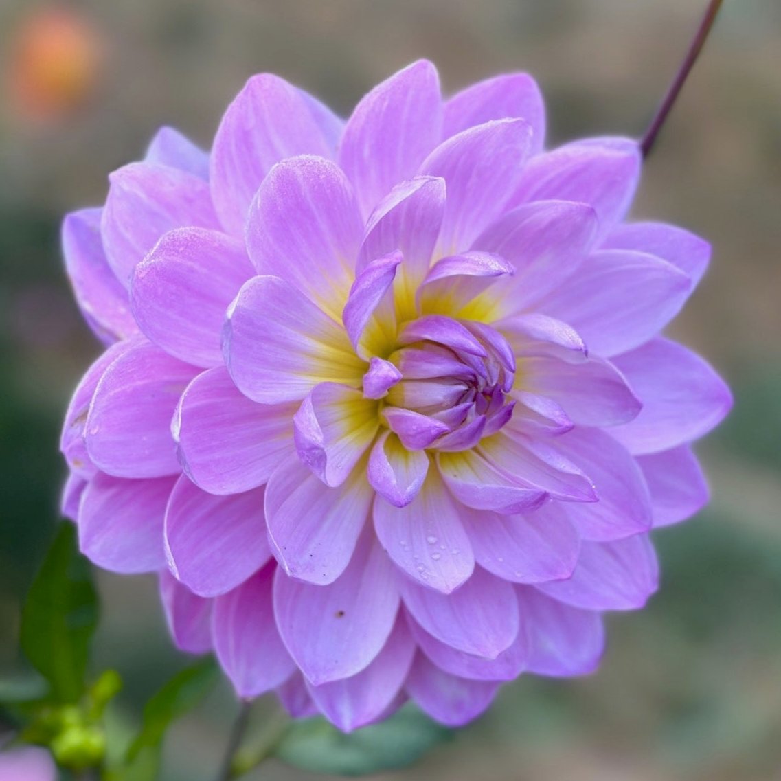 Dahlia 'Maks Meredith'