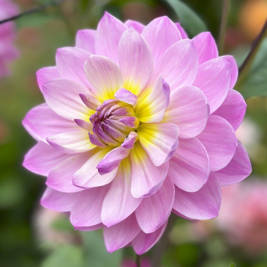 Dahlia 'Maks Meredith'