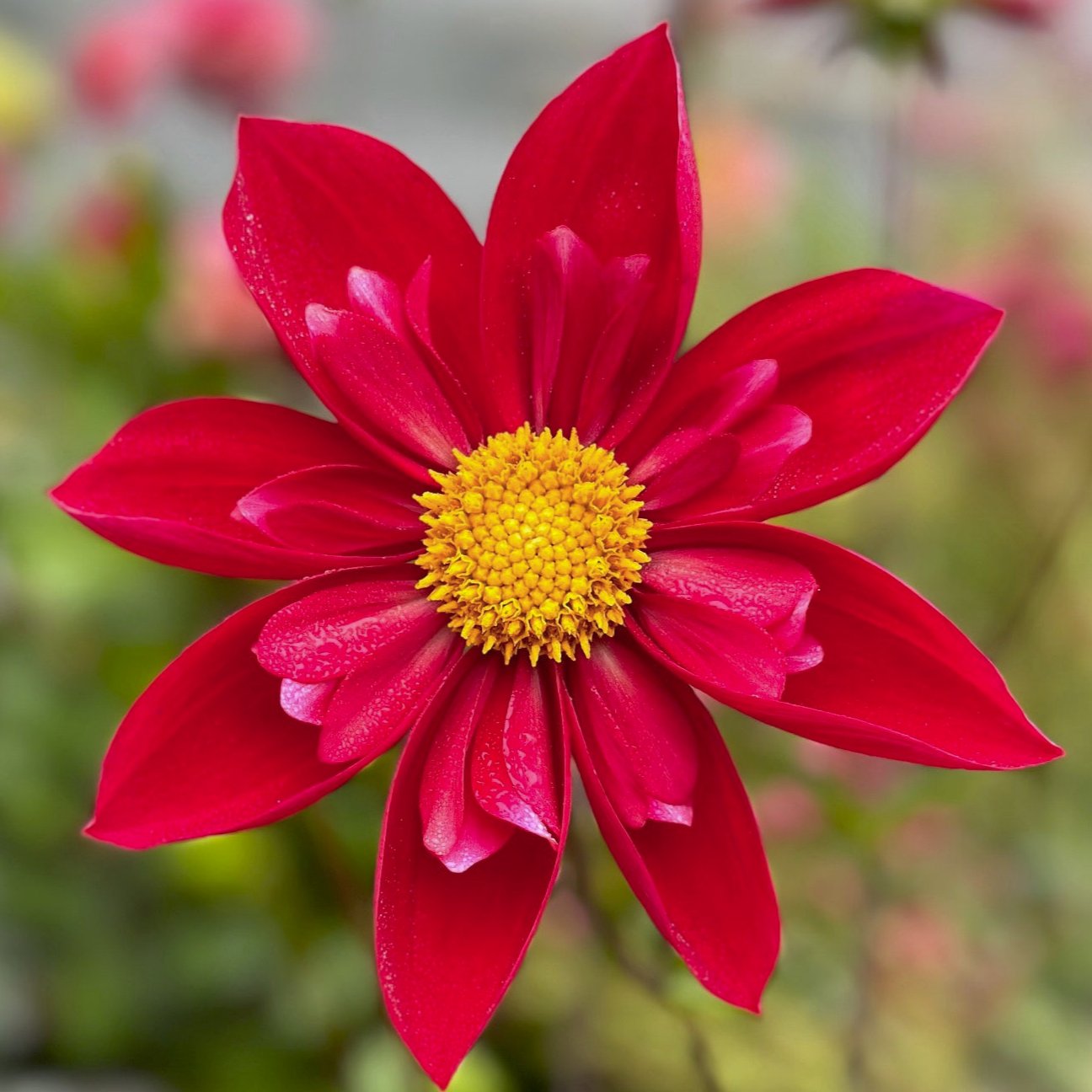 Dahlia 'Mars'