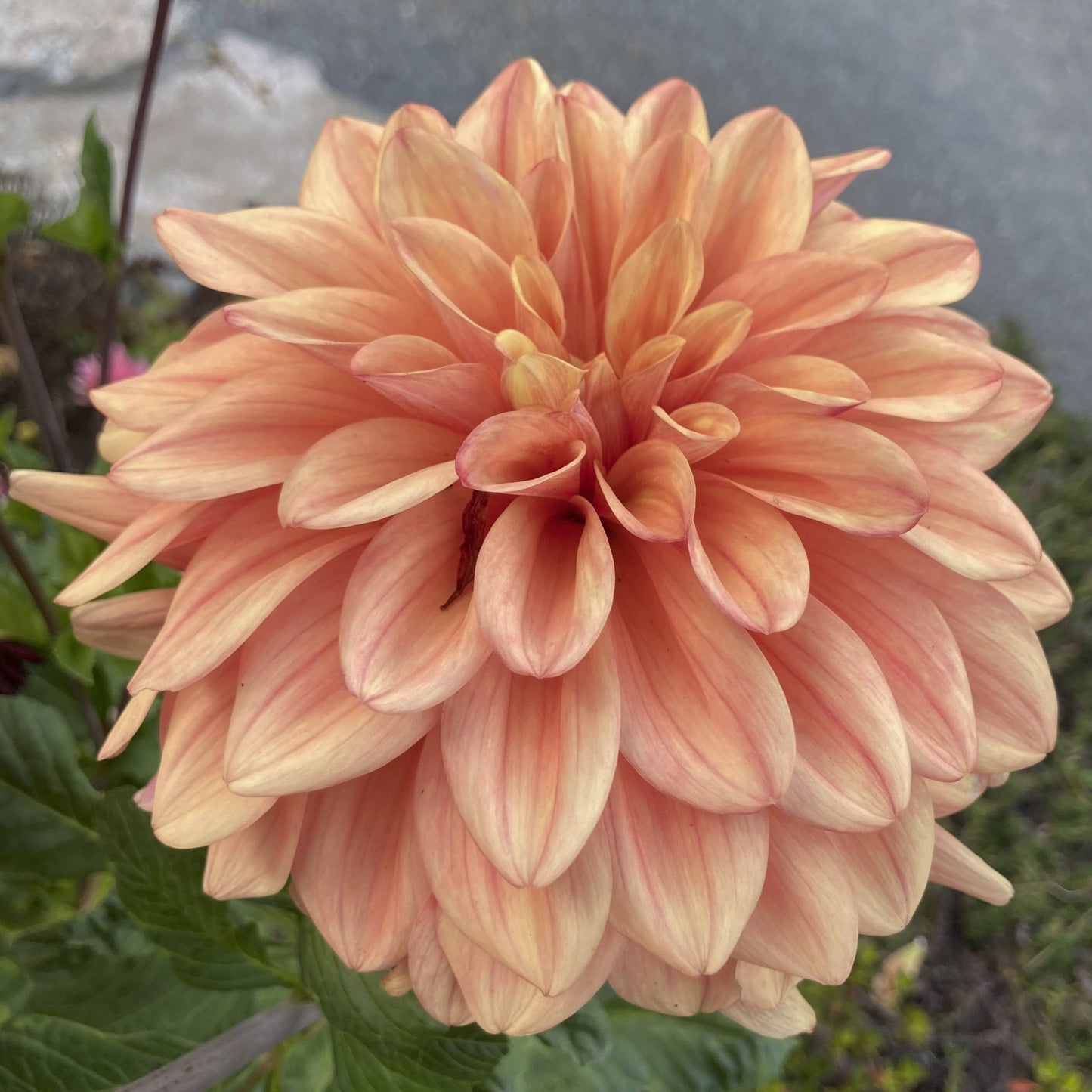 Dahlia 'Miss Amara'