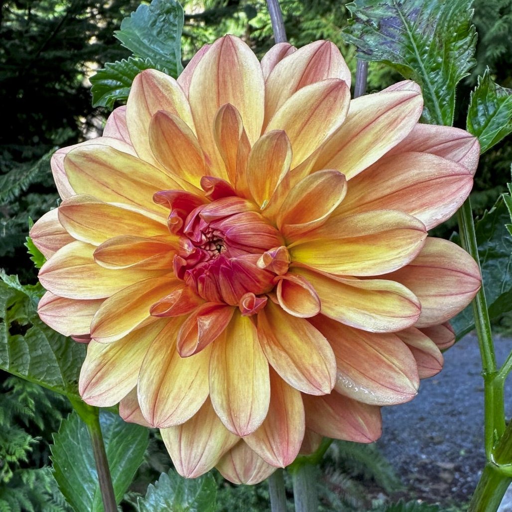 Dahlia 'Miss Amara'