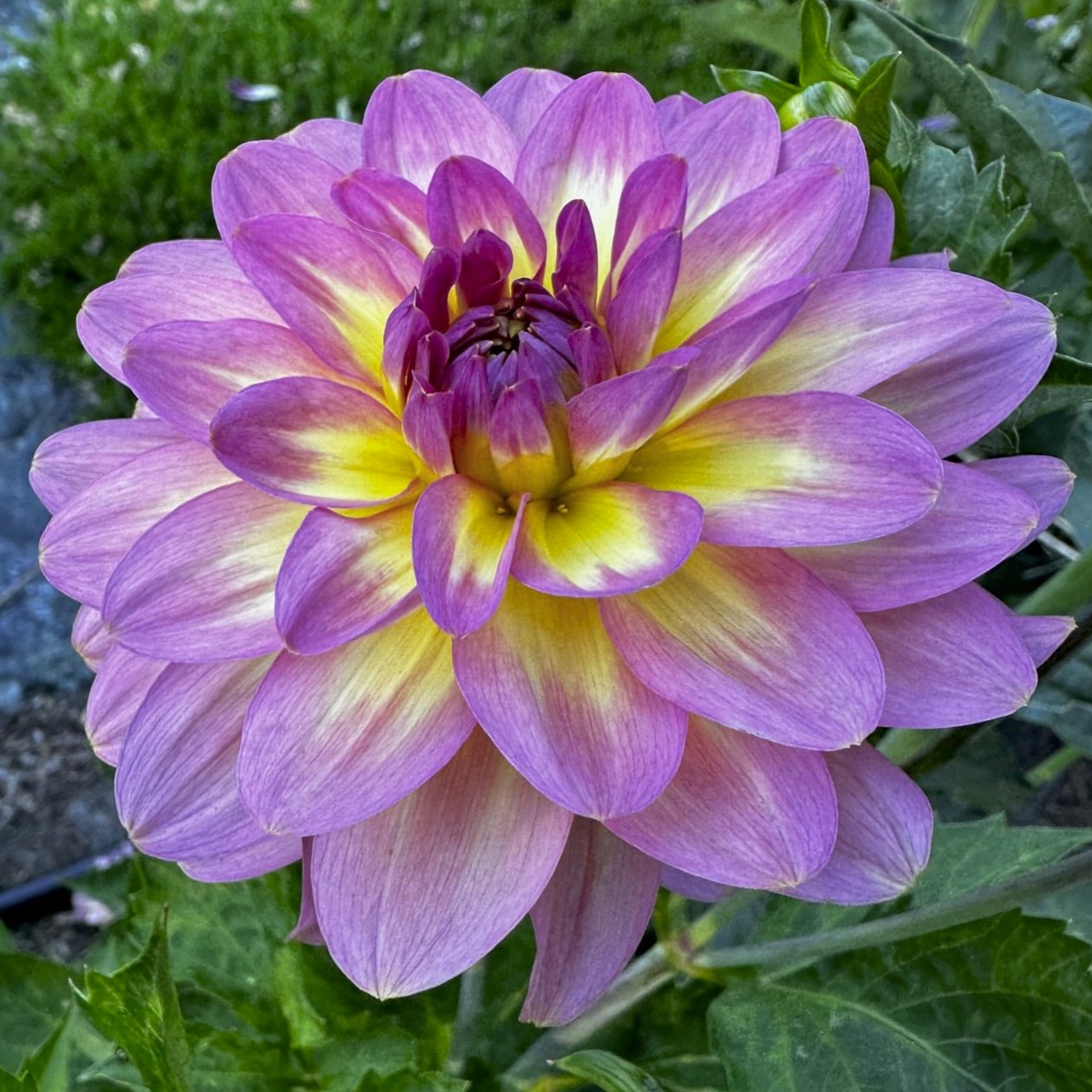 Dahlia 'Miss Molly'