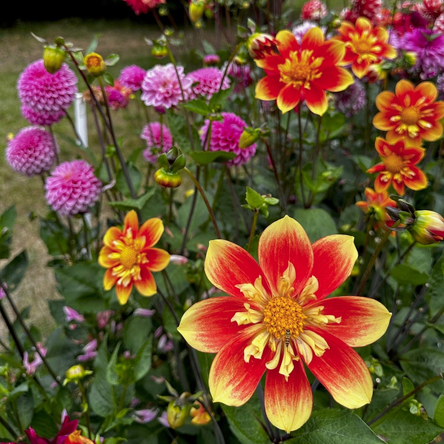 Dahlia 'NTAC Solar Flare'