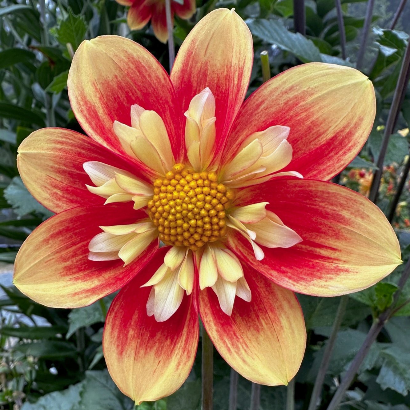 Dahlia 'NTAC Solar Flare'