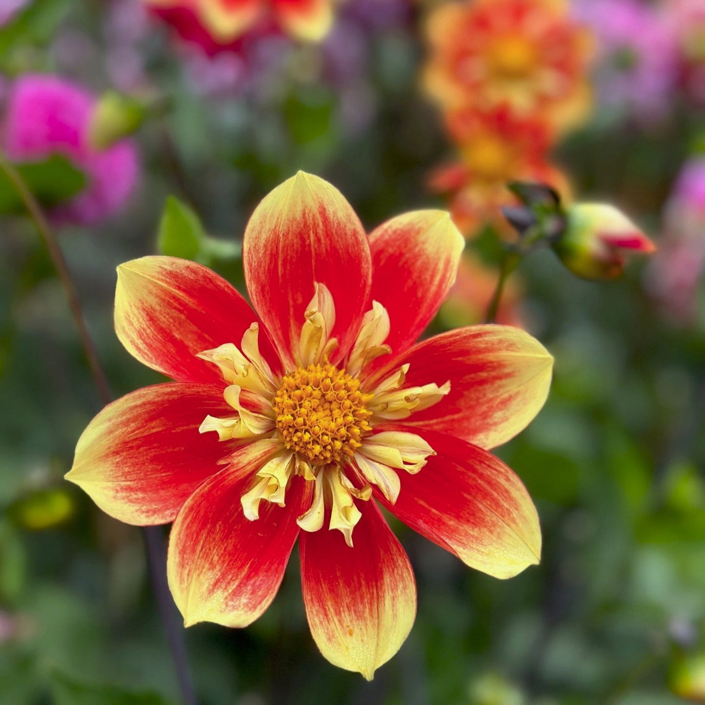 Dahlia 'NTAC Solar Flare'
