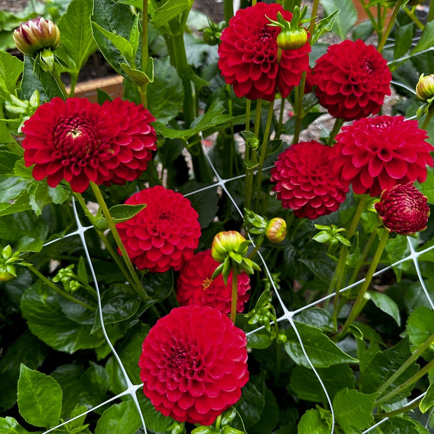 Dahlia 'Nescio'