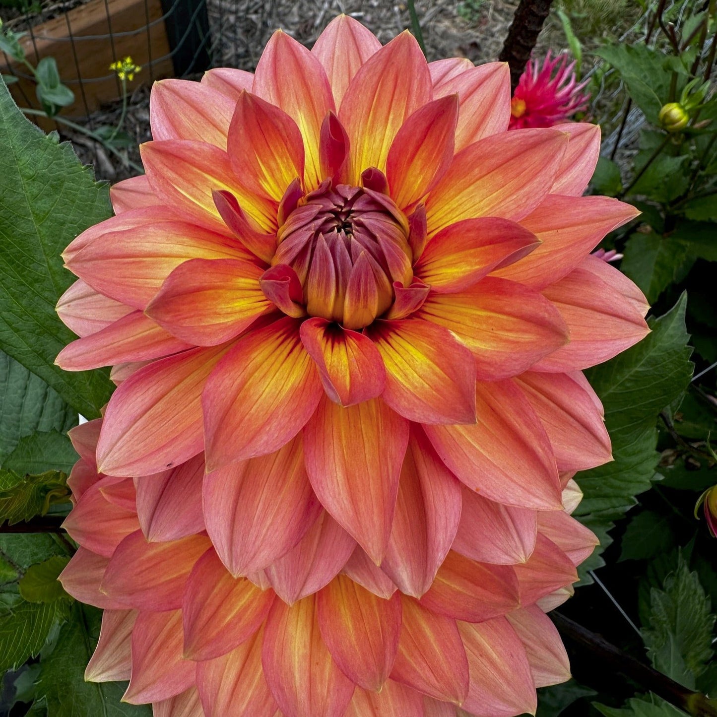 Dahlia 'Nicholas'