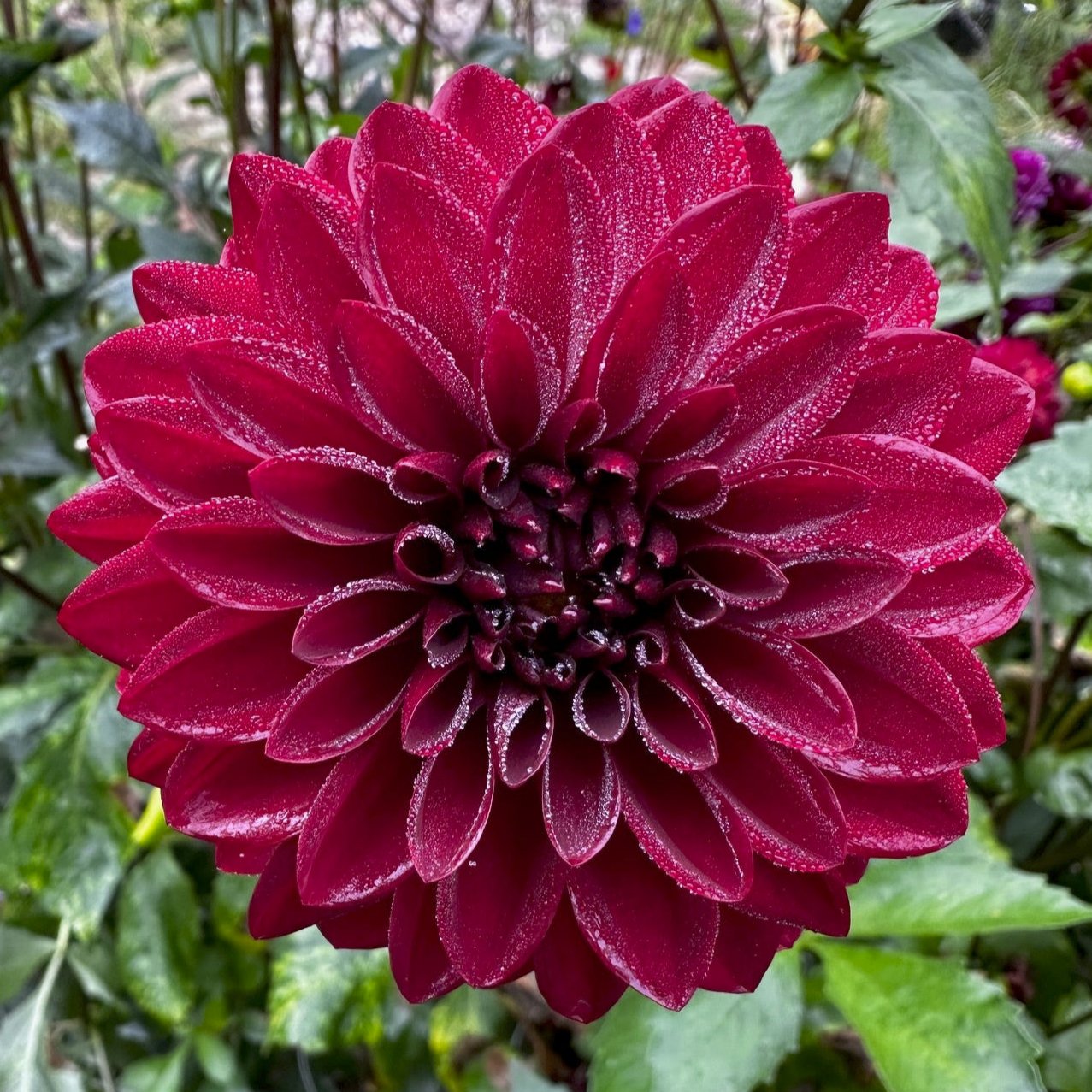 Dahlia 'Night Queen'