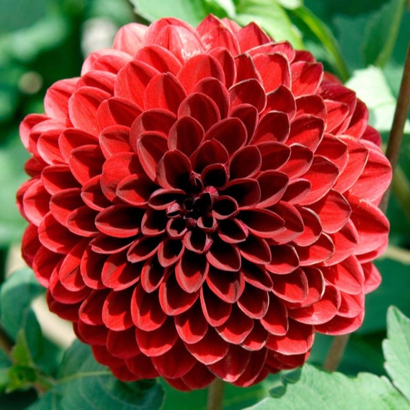 Dahlia 'Night Queen'