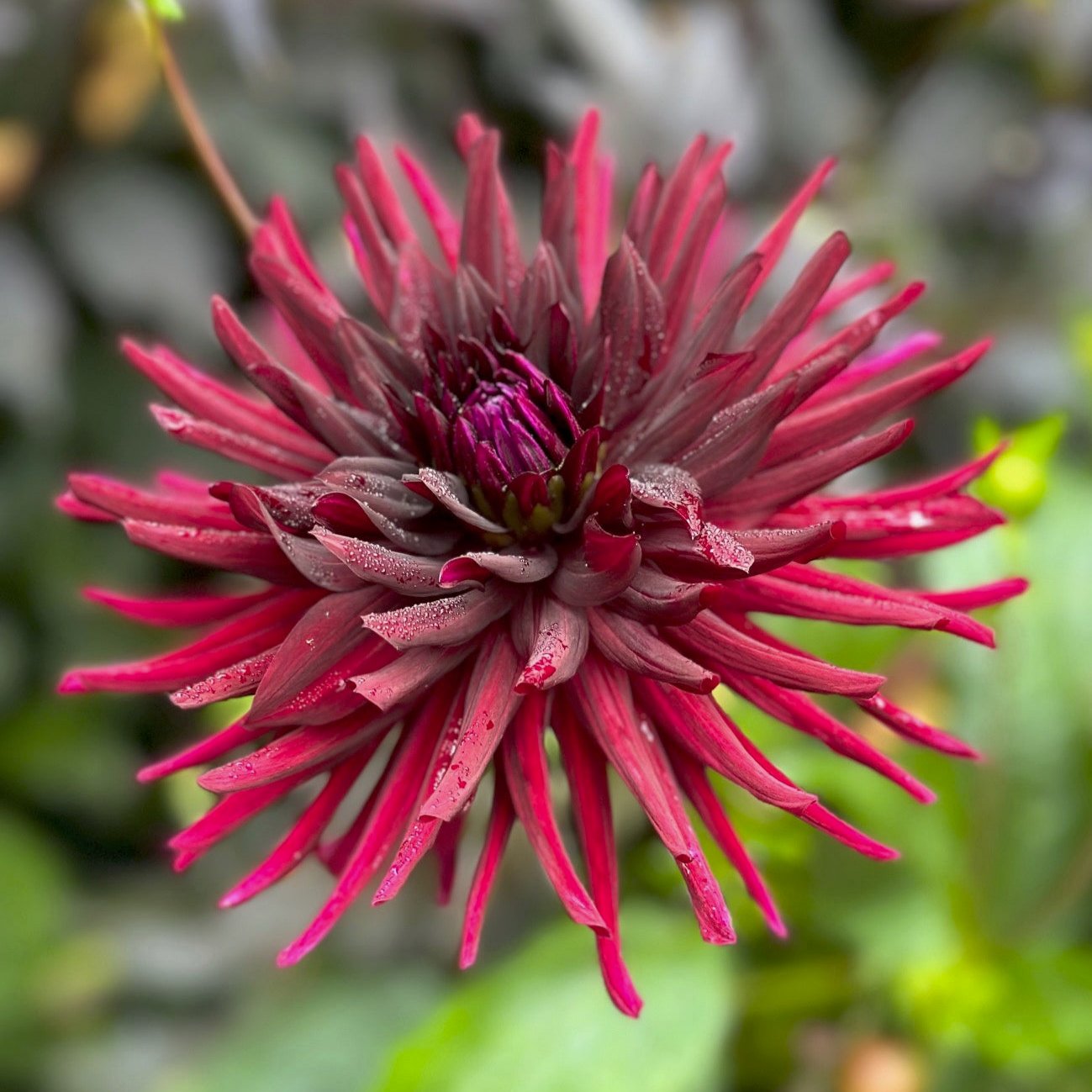 Dahlia 'Nuit D'ete'