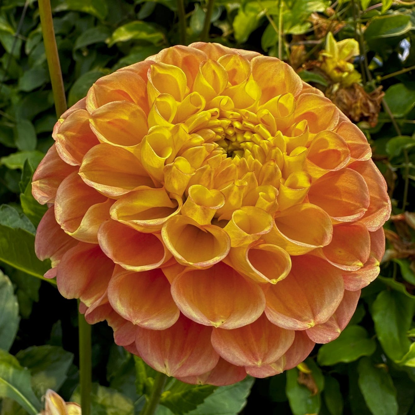 Dahlia 'Oh Honey!'